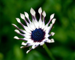 Flower Mix 08